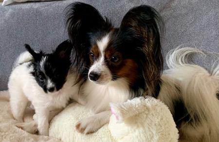 Papillon for sale by FARFALLE