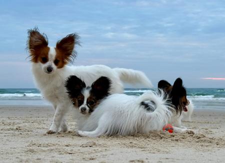 Papillon for sale by PAPILLONBAY