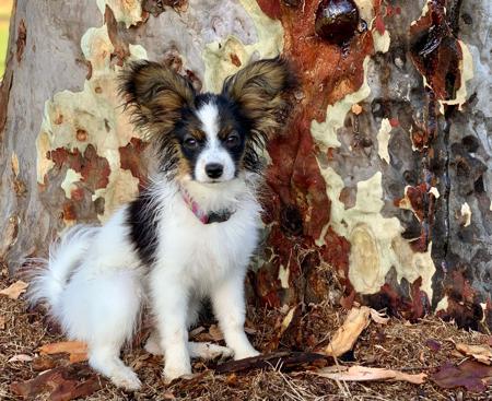 Papillon for sale by FARFALLE