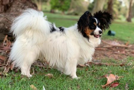 Papillon for sale by FARFALLE
