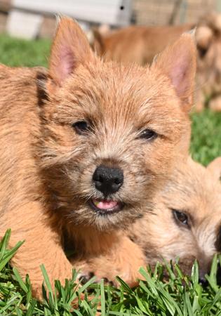 Norwich Terrier for sale by KIMBASTAFF