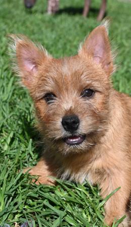 Norwich Terrier for sale by KIMBASTAFF