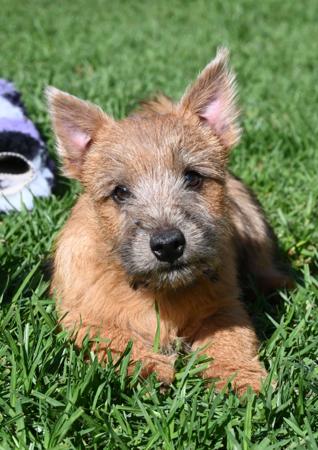 Norwich Terrier for sale by KIMBASTAFF