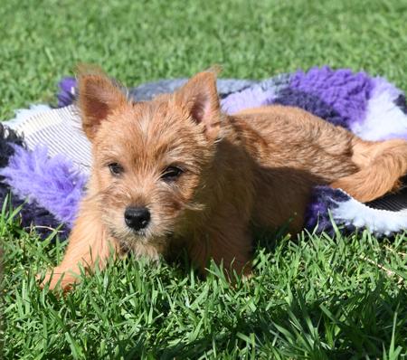 Norwich Terrier for sale by KIMBASTAFF