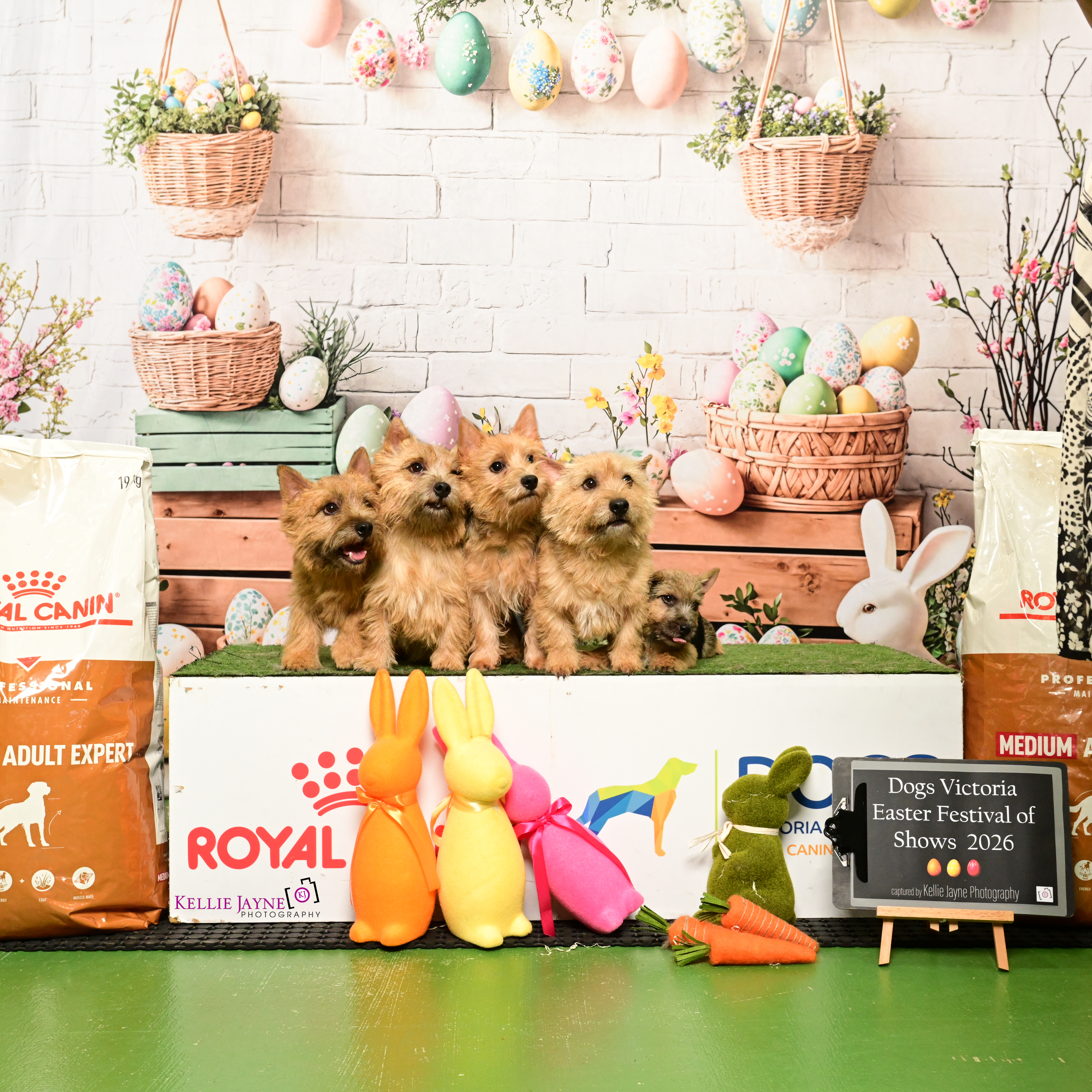 Norwich Terrier for sale by KIMBASTAFF