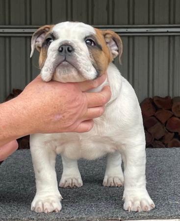 British Bulldog for sale by BALLABULLBULLDOGS