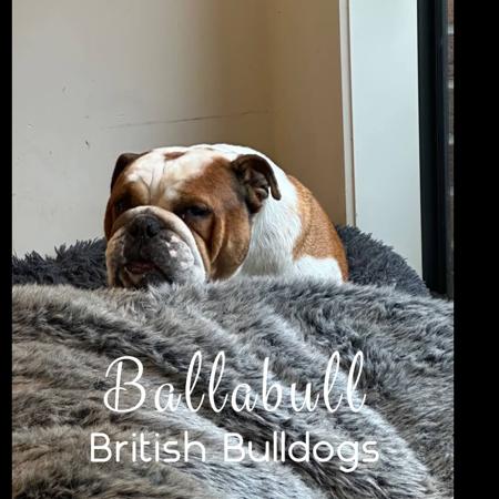 British Bulldog for sale by BALLABULL