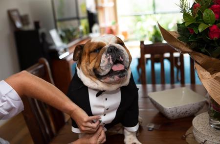 British Bulldog for sale by BALLABULL