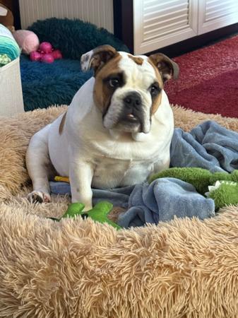 British Bulldog for sale by BALLABULL