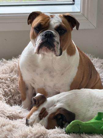 British Bulldog for sale by BALLABULL