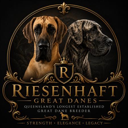 Great Dane for sale by RIESENHAFT