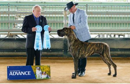 Great Dane for sale by RIESENHAFT