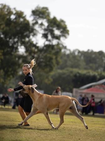 Great Dane for sale by RIESENHAFT