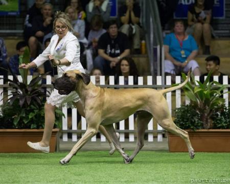 Great Dane for sale by RIESENHAFT