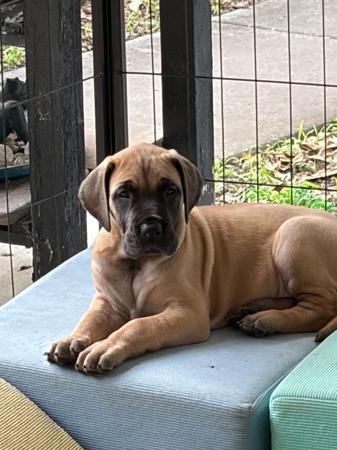 Great Dane for sale by RIESENHAFT