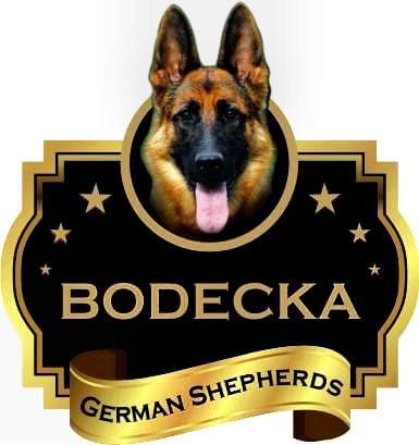 German Shepherd Dog for sale by BODECKA