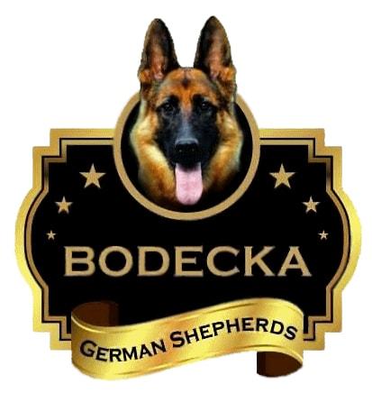 German Shepherd Dog (Long Stock Coat) for sale by BODECKA