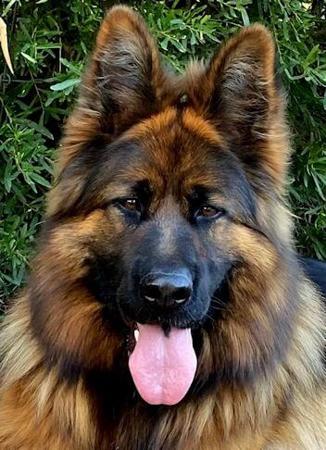 German Shepherd Dog (Long Stock Coat) for sale by BODECKA