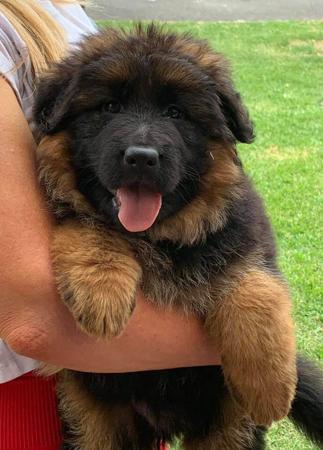German Shepherd Dog (Long Stock Coat) for sale by BODECKA