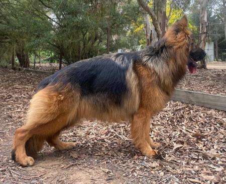 German Shepherd Dog for sale by BODECKA