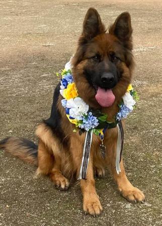 German Shepherd Dog for sale by BODECKA