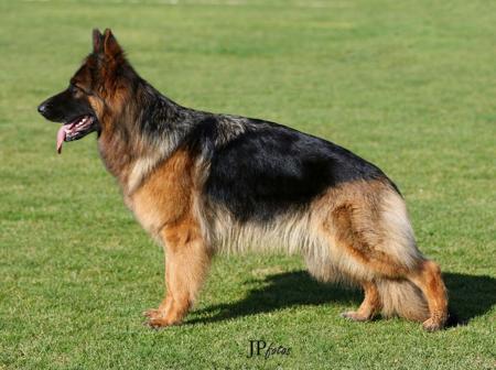 Bodecka Vengance* AZ German Shepherd Dog (Long Stock Coat)