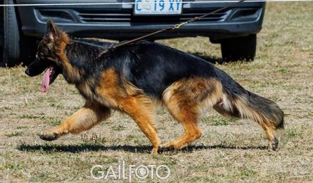 Bodecka Yolli* AZ. German Shepherd Dog (Long Stock Coat)