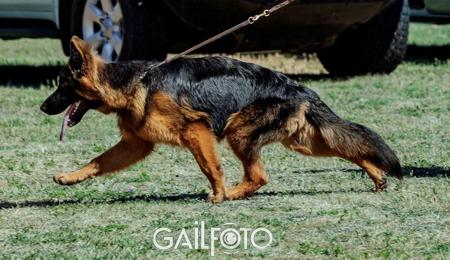 Bodecka Zuma German Shepherd Dog (Long Stock Coat)