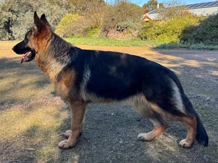 Bodecka B B German Shepherd Dog
