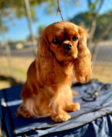 Cavalier King Charles Spaniel for sale by WILLOWMEER