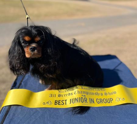 Cavalier King Charles Spaniel for sale by WILLOWMEER