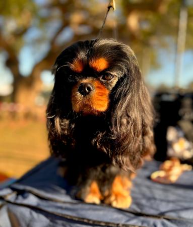 Cavalier King Charles Spaniel for sale by WILLOWMERE