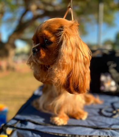 Cavalier King Charles Spaniel for sale by WILLOWMEER