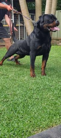 Rottweiler for sale by PETROVROTTI