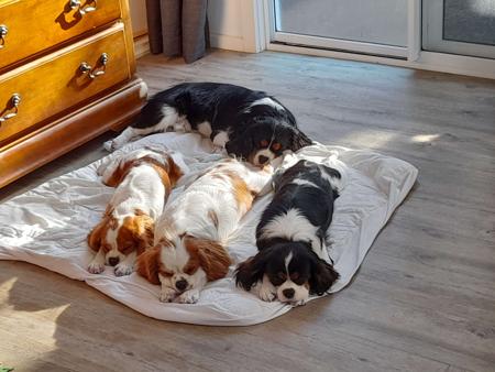 Cavalier King Charles Spaniel for sale by BEDHOGS