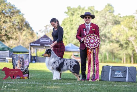 Aust Sup Ch Ochaye The Alliance JC SPRD Australian Shepherd
