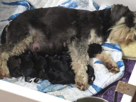 Schnauzer (Miniature) for sale by EDELGEIST