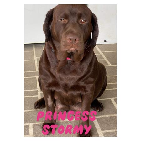 Labrador Retriever puppy for sale by VICKYH01