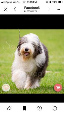 Bearded Collie puppy for sale by MYERCHASE