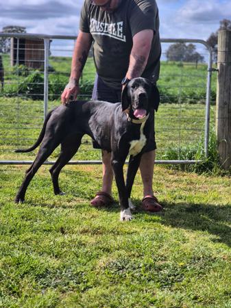 Great Dane for sale by ARTEMISDANES