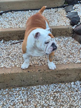 British Bulldog for sale by ROCKNROLLERS