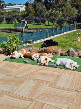 British Bulldog for sale by ROCKNROLLERS