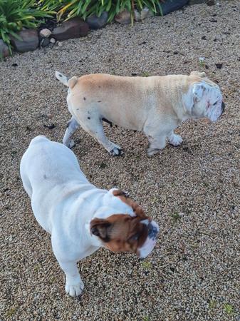 British Bulldog for sale by ROCKNROLLERS