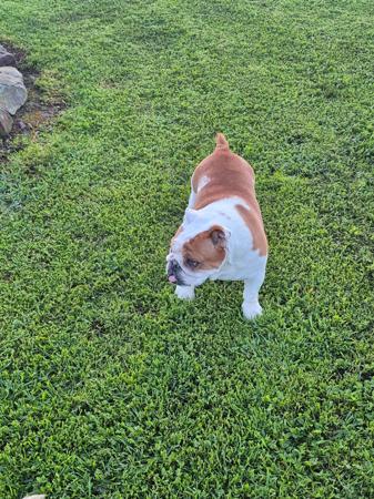 British Bulldog for sale by ROCKNROLLERS