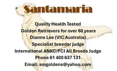 Golden Retriever puppy for sale by SANTAMARIA