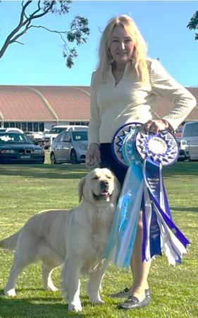 Golden Retriever for sale by SANTAMARIA