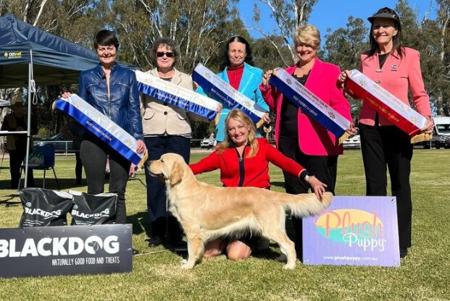 Golden Retriever for sale by SANTAMARIA