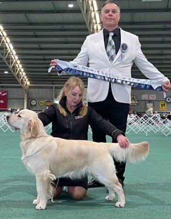 Golden Retriever for sale by SANTAMARIA