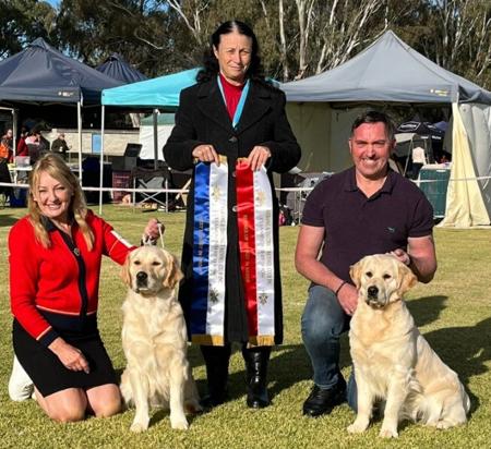 Golden Retriever for sale by SANTAMARIA