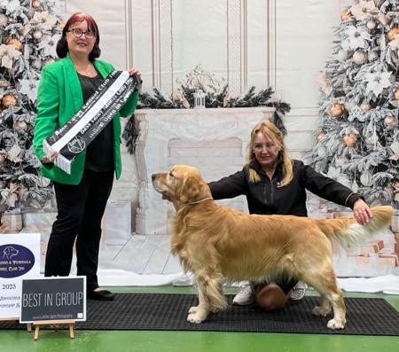 Golden Retriever for sale by SANTAMARIA